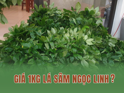 Giá 1kg lá sâm Ngọc Linh hiện nay: Lá tươi và khô khác gì?